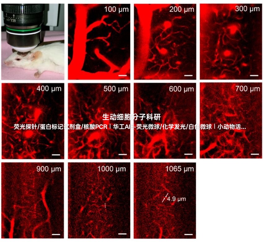 AIE近红外AIE780荧光纳米颗粒，适用高浓度/连续多次体内荧光成像
