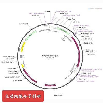 科研实验载体，BG-Plant-Basic-gus，启动子活性分析