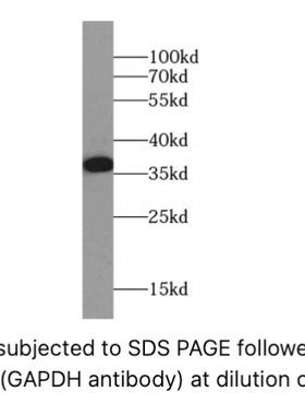 FineTest未标记一抗GAPDH抗体内参抗体适用ELISA,IHC,WB,IF,FC,IP