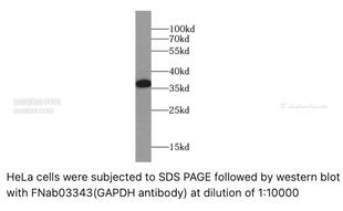 FineTest未标记一抗GAPDH抗体内参抗体适用ELISA,IHC,WB,IF,FC,IP