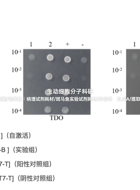 核酵母双杂交点对点试剂盒Y2HGold-GAL4系统双杂交互作验证试剂盒