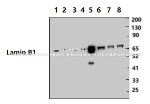 Bioworld Lamin B1小鼠mAb，Lamin B1小鼠单克隆抗体WB IHC IF IP