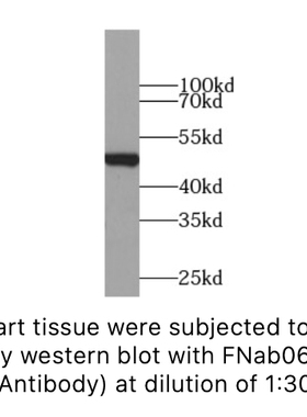 FineTest 未标记一抗 CD274 抗体，适用ELISA,WB,IF,IHC,IP,FC