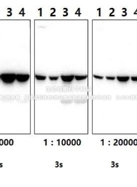 Bioworld β-Actin polyclonal antibody，β-肌动蛋白多克隆抗体