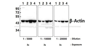 Bioworld β-Actin polyclonal antibody，β-肌动蛋白多克隆抗体