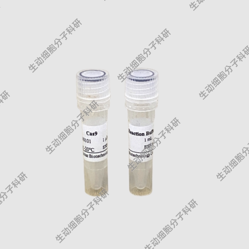 BOLAZ Cas9核酸酶RNA导向序列特异性双链DNA内切酶 Cas9 Nuclease