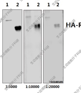 Bioworld标签抗体HA-tag(4G3)单抗/-HRP,HA-tag(26D11)单克隆抗体