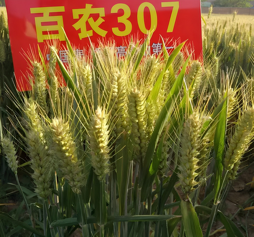 秋乐百农307三圃田原种正品小麦种子高产矮秆抗倒大穗精选