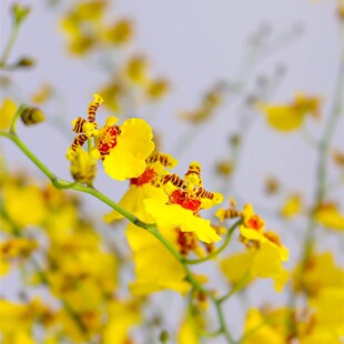 跳舞兰鲜花瓶插花文心兰家庭黄色婚庆水养鲜切花兰花办公桌书房