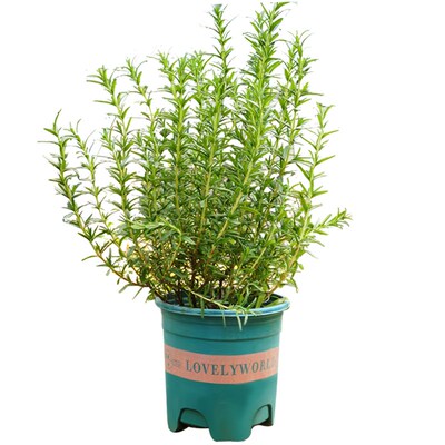 迷迭香盆栽室内驱蚊可食用植物大棵老桩百里香煎牛排香草香料大苗