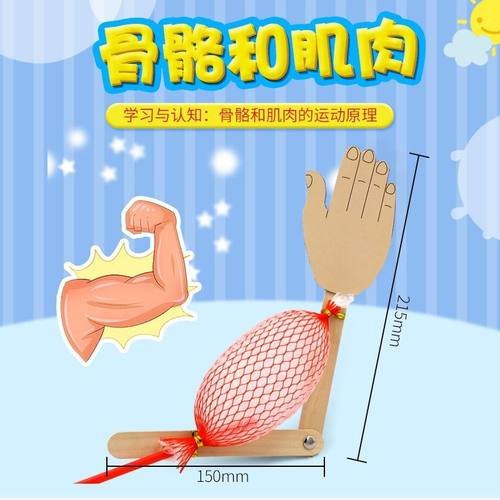 科学实验diy认识骨骼和肌肉模型 学生自制材料包生物儿童手工拼装