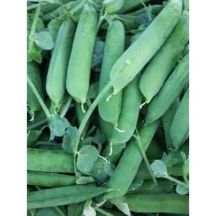 豌豆新鲜青豆甜豆蔬菜新鲜豌豆云南水果甜豌豆豆荚当季整箱直发包