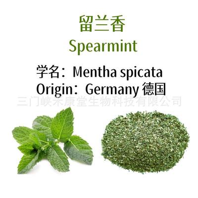 包邮留兰香薄荷茶碎散装 spearmint tea bag皱叶留兰香现货