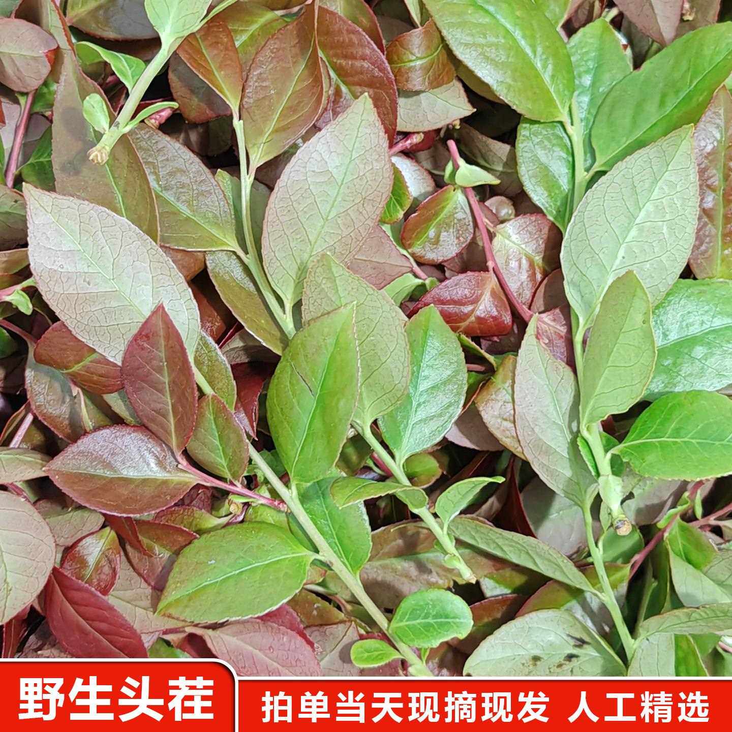 野生乌饭树叶新鲜乌稔叶乌米南烛叶黑米饭大乌叶头茬幼芽榨汁食用