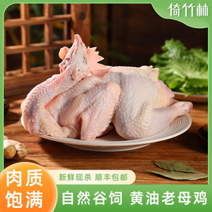 倚竹林散养老母鸡新鲜农家土鸡整只柴鸡跑山鸡现杀鲜鸡 顺丰包邮