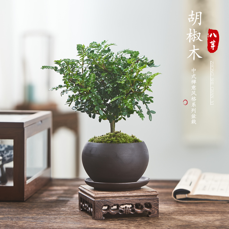 驱蚊植物清香胡椒木盆栽室内盆景驱蚊草四季常青木本绿植好养花卉