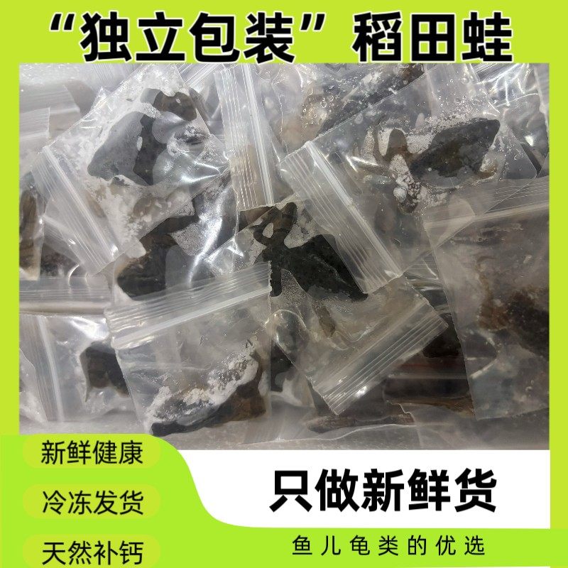 （独立包装）稻田蛙，雷龙 龙鱼 肉食性宠物饲料冷冻发货