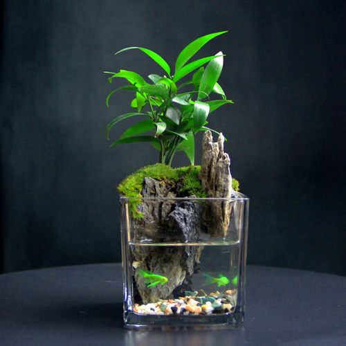 兴旺竹~10*10方缸竹柏青龙石可养鱼桌面创意绿植微景观