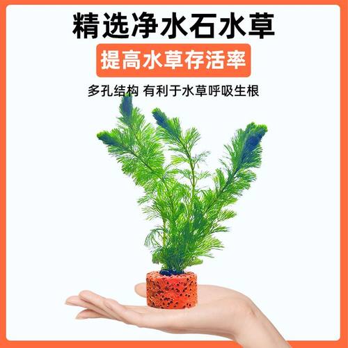 鱼缸水草植物真草造景阴性水榕蜈蚣绿菊净水培菌新手装饰套餐懒人