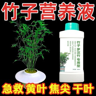 竹子植物营养液内门竹红观音竹佛肚竹罗汉竹水培米竹簕竹黄叶肥料