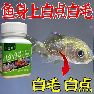 鱼白点白毛粉白点净锦鲤金鱼白毛烂尾专用粉