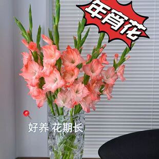 剑兰鲜花水培鲜切花年宵花步步高基地直发广州水养插花室内家用