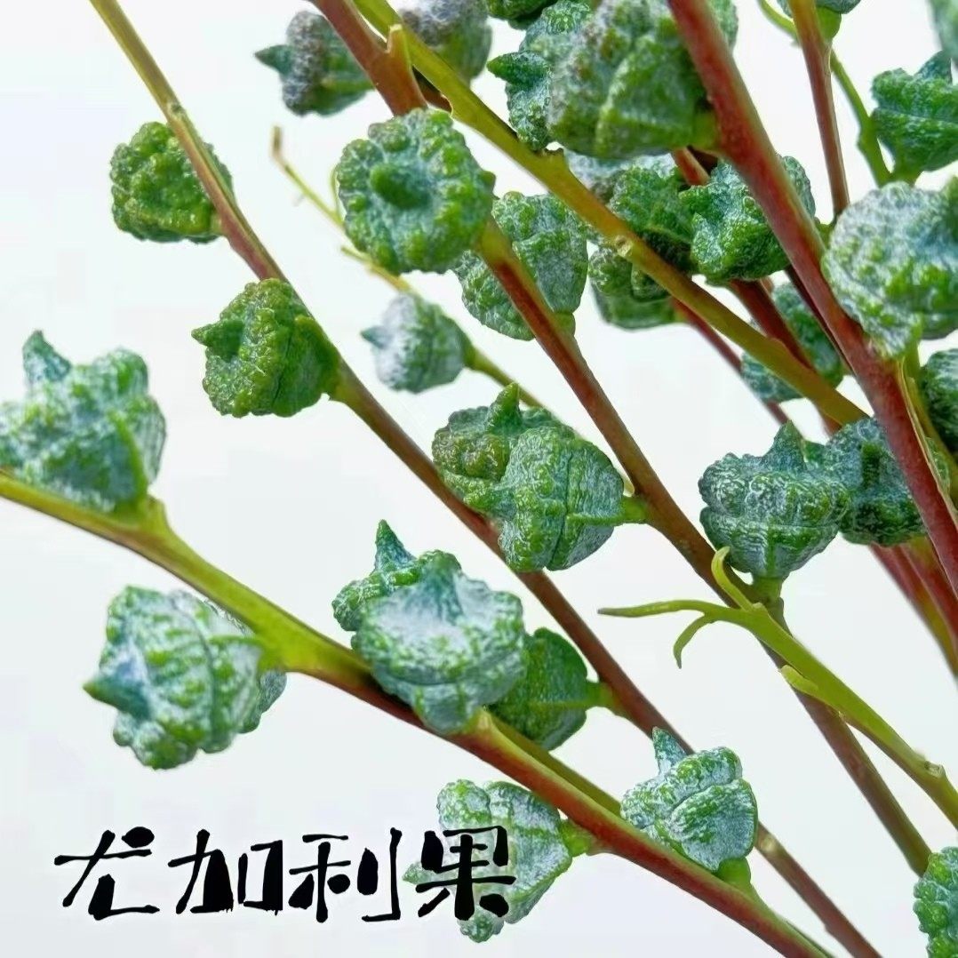 【尤加利果】清新花材尤加利果可做干花好养护,鲜花速递/花卉仿真/绿植园艺,花材,淘宝优惠券,粉丝福利购,淘宝优惠卷