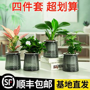 发财树九里香栀子花办公桌面植物盆栽水培绿植四件套