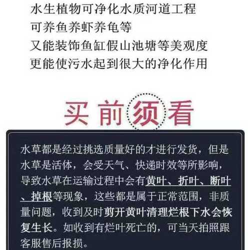 水葫芦自然好养水生植物 净化水质 养鱼养虾养龟鱼缸造景水培植物