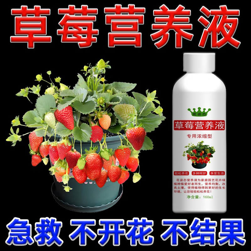 【草莓专用营养液】果大果甜增产延长坐果期催花保果肥料专用肥家