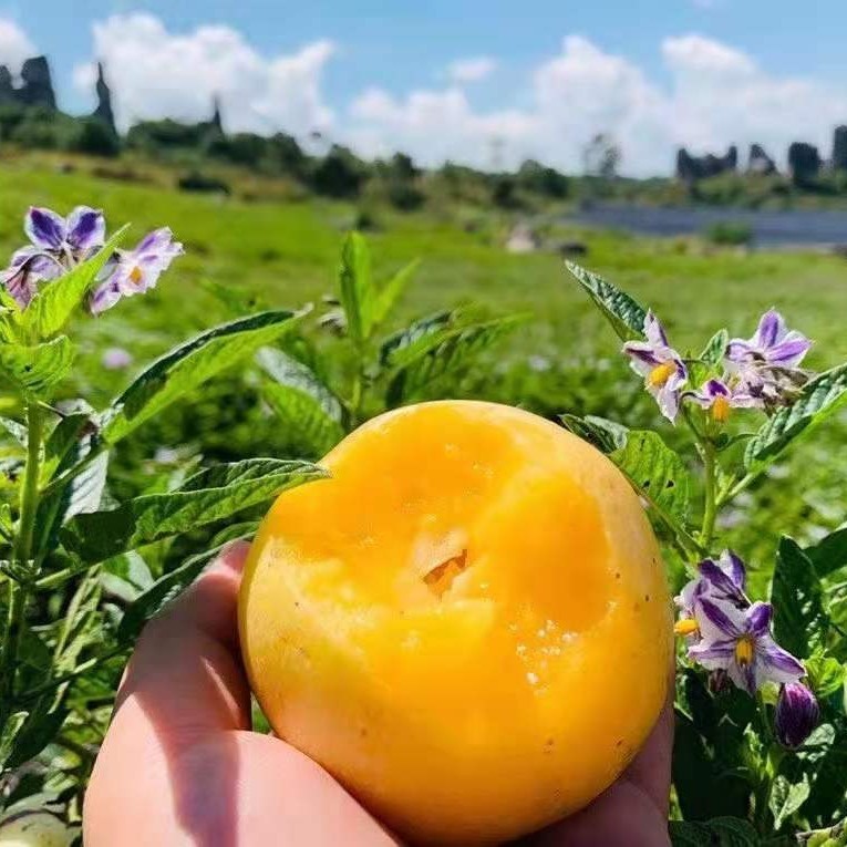小爱挑着卖的石林火山岩真树熟人参果3斤/4.8斤彩箱