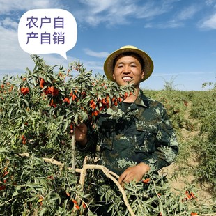 高海拔柴达木吊干枸杞无熏硫无亚钠