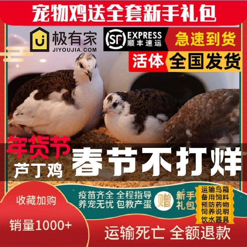 昂三只网红芦丁鸡宠物鸡全色系宠物活鸡40-60天青年鸡芦丁鸡宠物,宠物/宠物食品及用品,鸟,淘宝优惠券,粉丝福利购,淘宝优惠卷