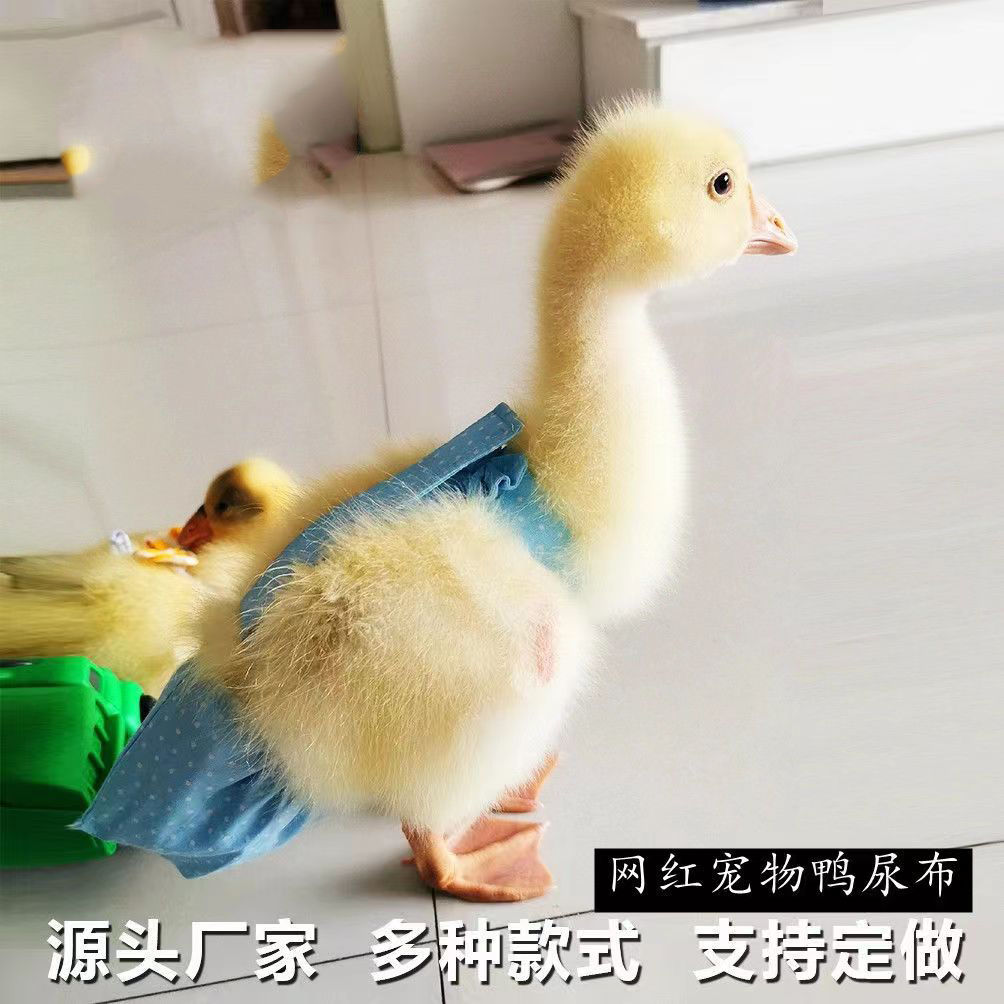 小鸭子屎兜尿兜科尔鸭尿不湿宠物鸭小鸡小鹅尿布兜通用塑料袋方便