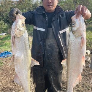 (顺丰包邮)湖北水库大翘嘴鱼刁子新鲜鲜大白鱼米级翘嘴鲌大白条