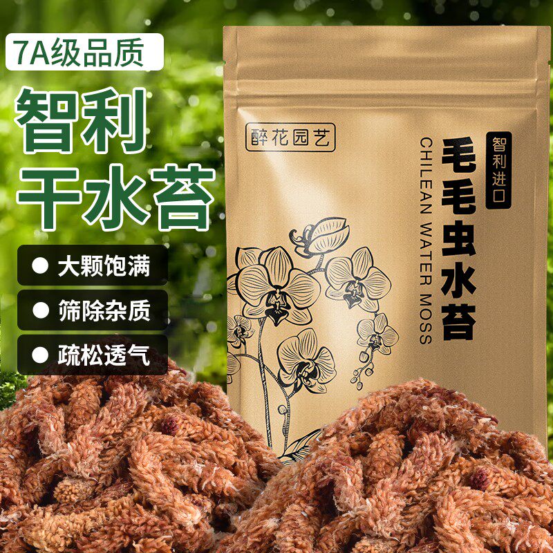 智利进口毛毛虫水苔产地植物兰花专用土干苔藓植料乌龟冬眠垫材