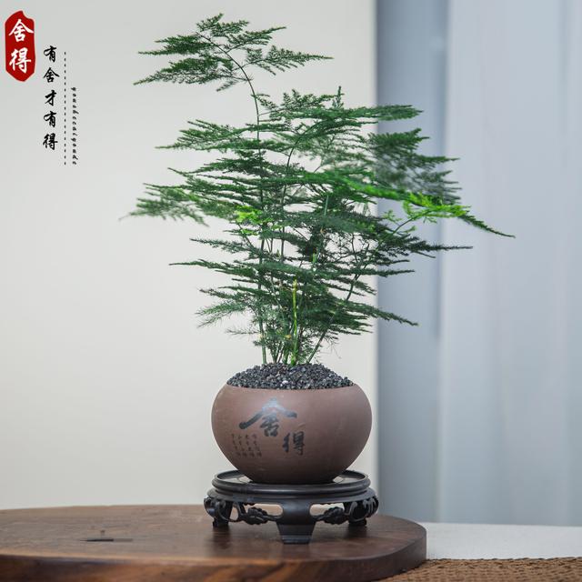 创享绿洲文竹盆栽植物室内净化空气盆栽中式室内客厅迷你绿植花卉