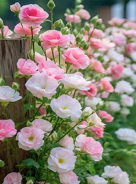 重瓣洋桔梗花种子四季播种开花易活花卉种庭院室外花种子yc449-1