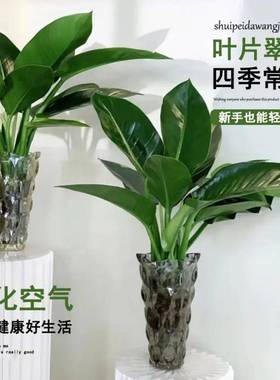 水培植物大叶金钻盆栽绿公主室内客厅桌面除甲醛净化水养绿植vc86