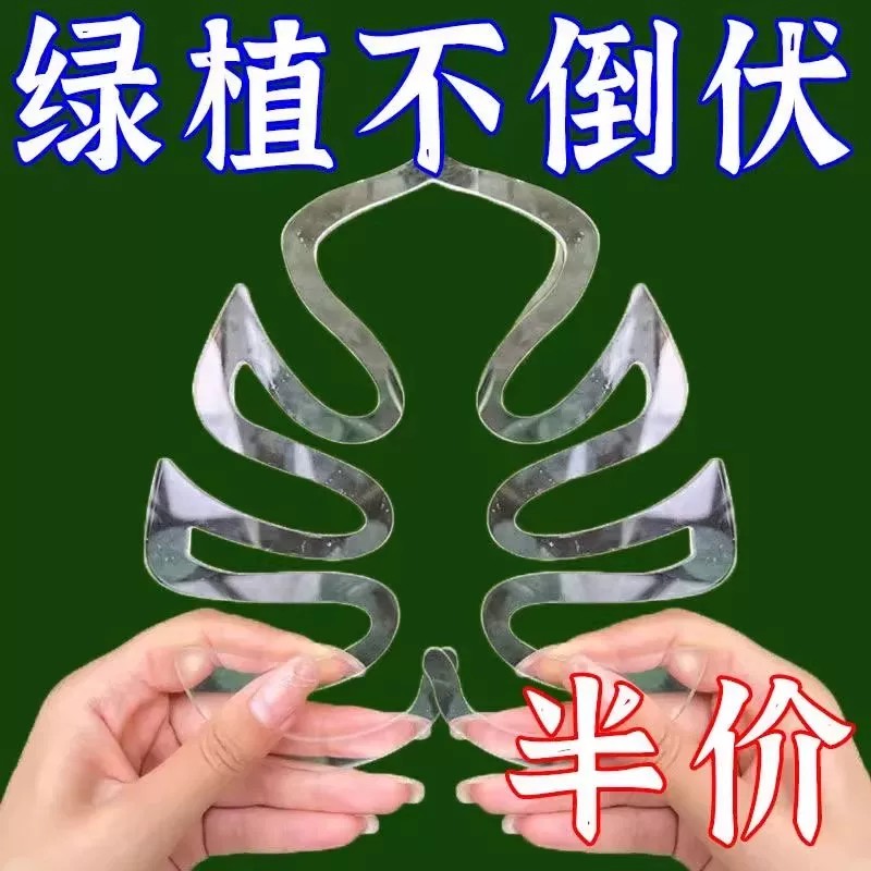 龟背竹支撑杆防倒伏植物支架