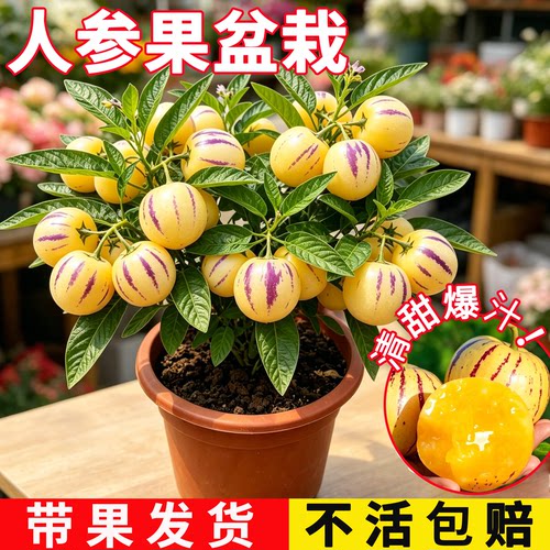 人参果盆栽带果发货阳台庭院好养绿植四季结果植物人生果人叁果苗
