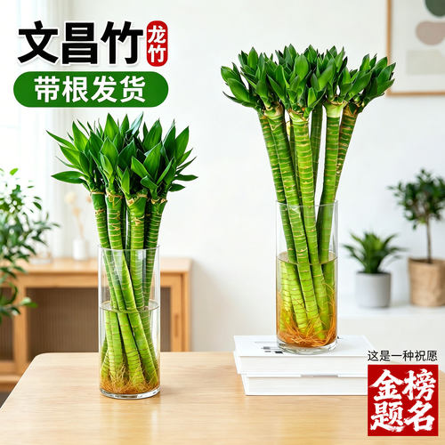 水培富贵竹文昌竹多头龙竹粗大带根易活桌面盆栽室内植物净化空气
