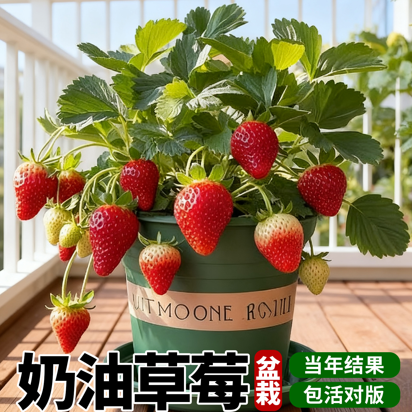 四季草莓盆栽带花带果阳台室内奶油草莓特大号丹东99红颜草莓新苗