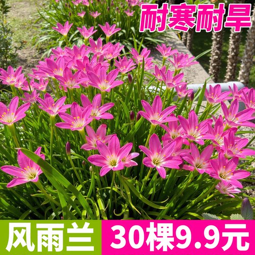 风雨兰种球单瓣葱兰韭兰开花植物