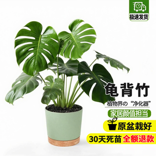 龟背竹盆栽老桩大棵室内耐阴好养植物办公室大型观叶绿植净化空气