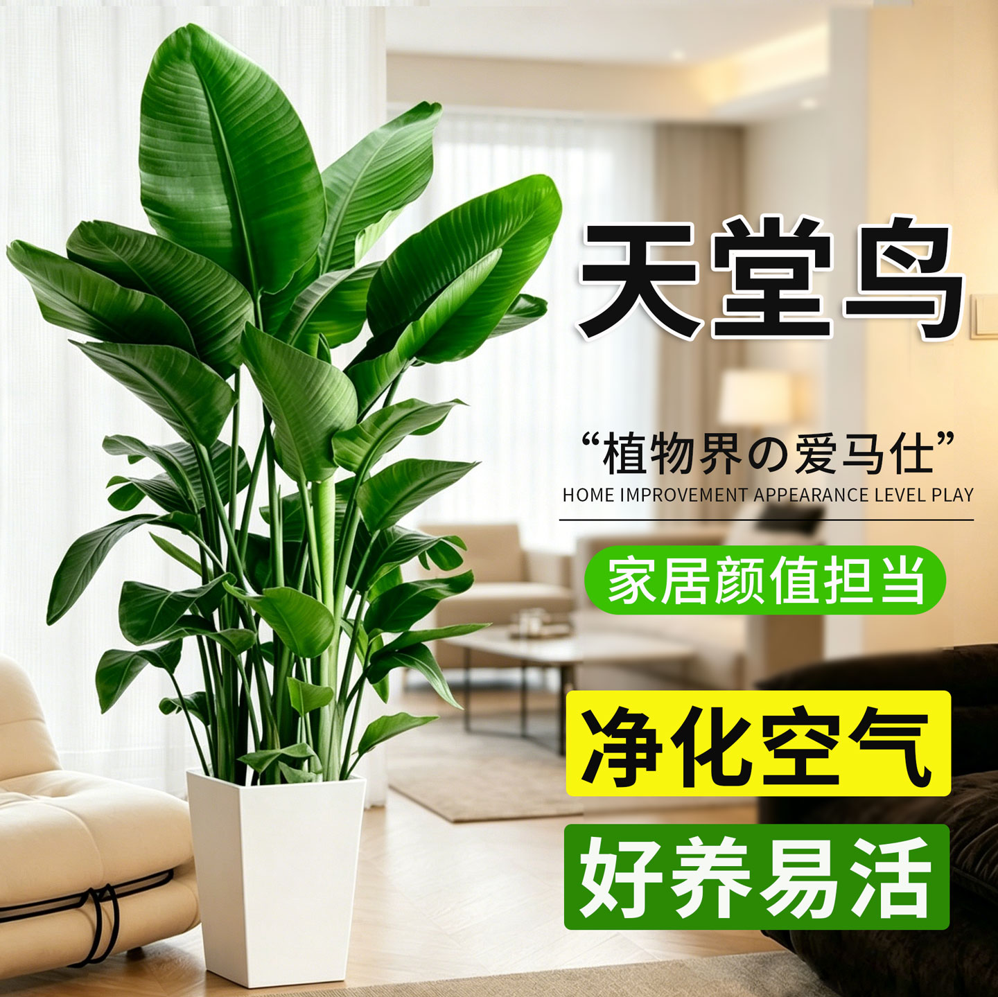 天堂鸟室内大型绿植盆栽净化空气图片