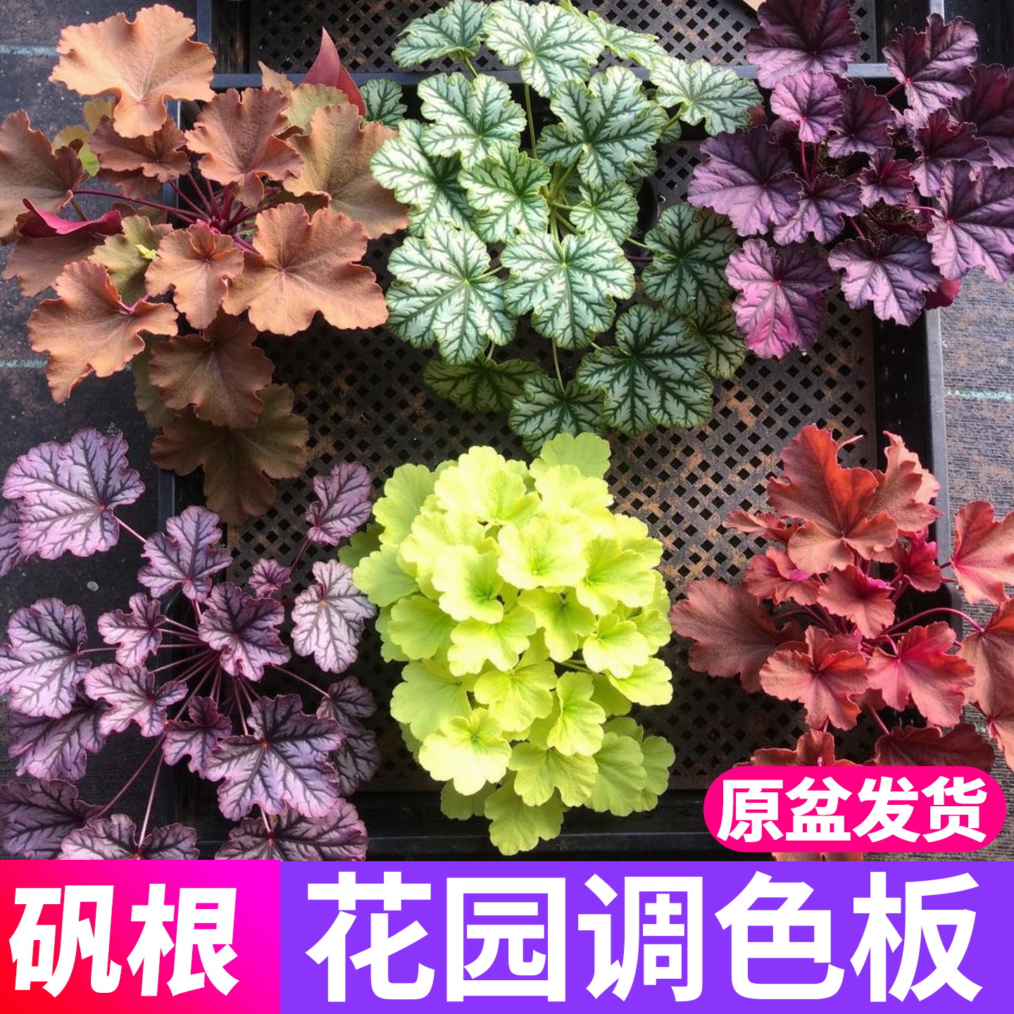 矾根盆栽四季观叶耐寒绿植彩叶草