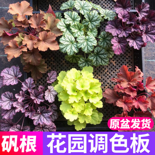 矾根盆栽花卉植物室内大花苗四季常青观叶耐寒绿植花苗庭院彩叶草