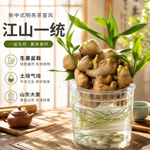 禄根盆栽带芽灵草姜苗种植办公室桌面小绿植盆景招财好养招财植物