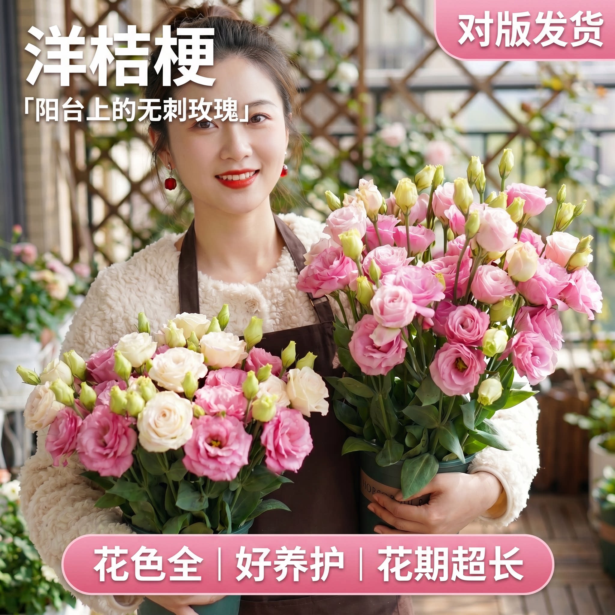 重瓣洋桔梗花苗阳台庭院四季好养开花植物无刺洋玫瑰盆栽鲜切花苗图片